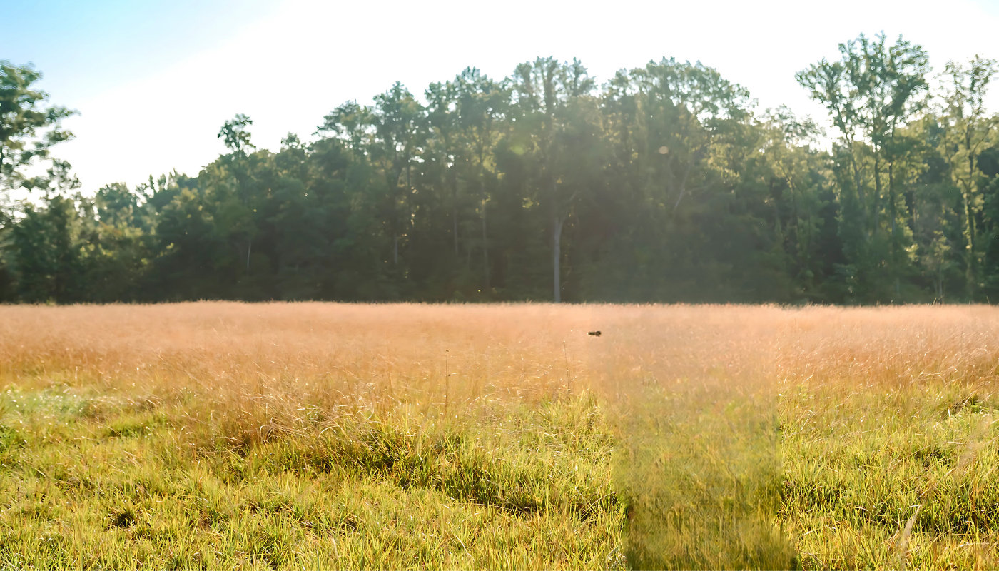 Pasture at the Hi Bräu farm in Newberry, tall grass and a tree line